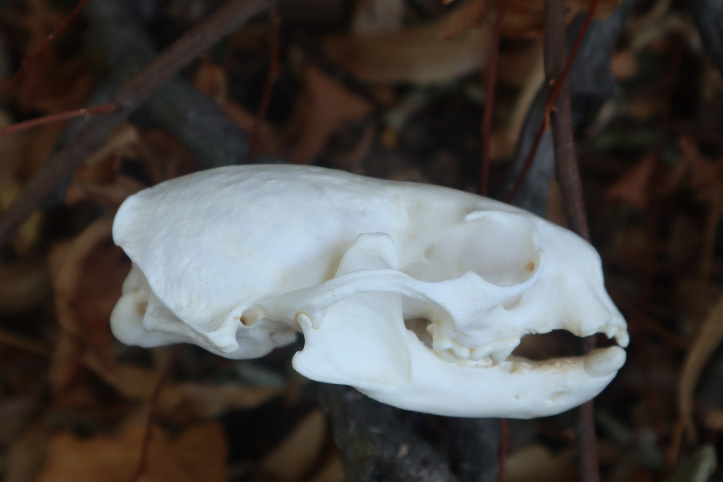 Reserved for Erin - Geriatric River Otter Skull