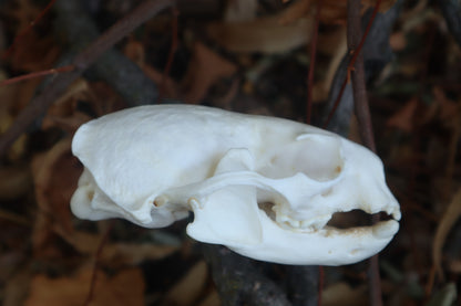 Reserved for Erin - Geriatric River Otter Skull