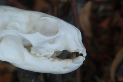 Reserved for Erin - Geriatric River Otter Skull