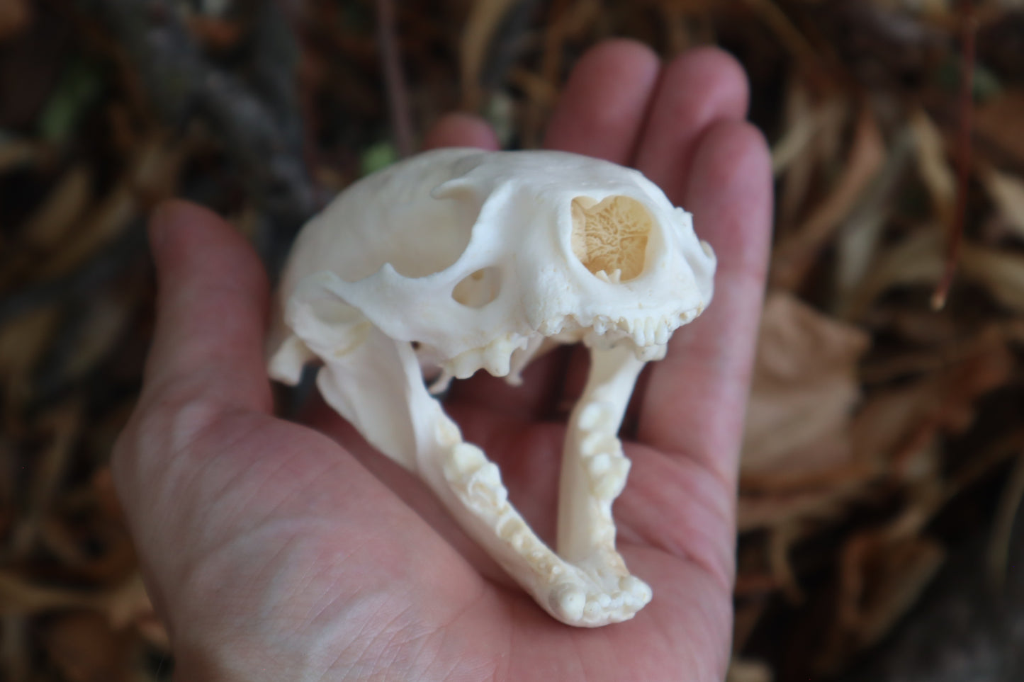 Reserved for Erin - Geriatric River Otter Skull