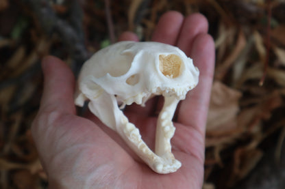 Reserved for Erin - Geriatric River Otter Skull