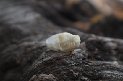 Eastern Mole Skull