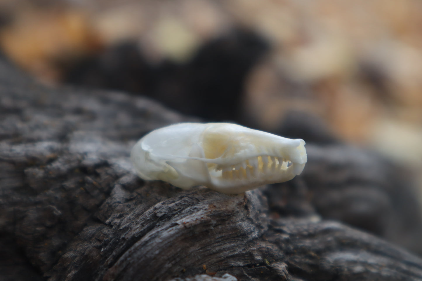 Eastern Mole Skull