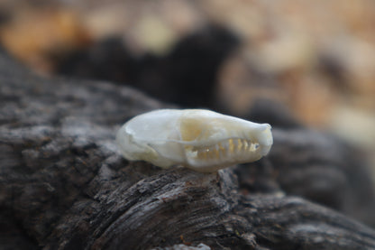 Eastern Mole Skull