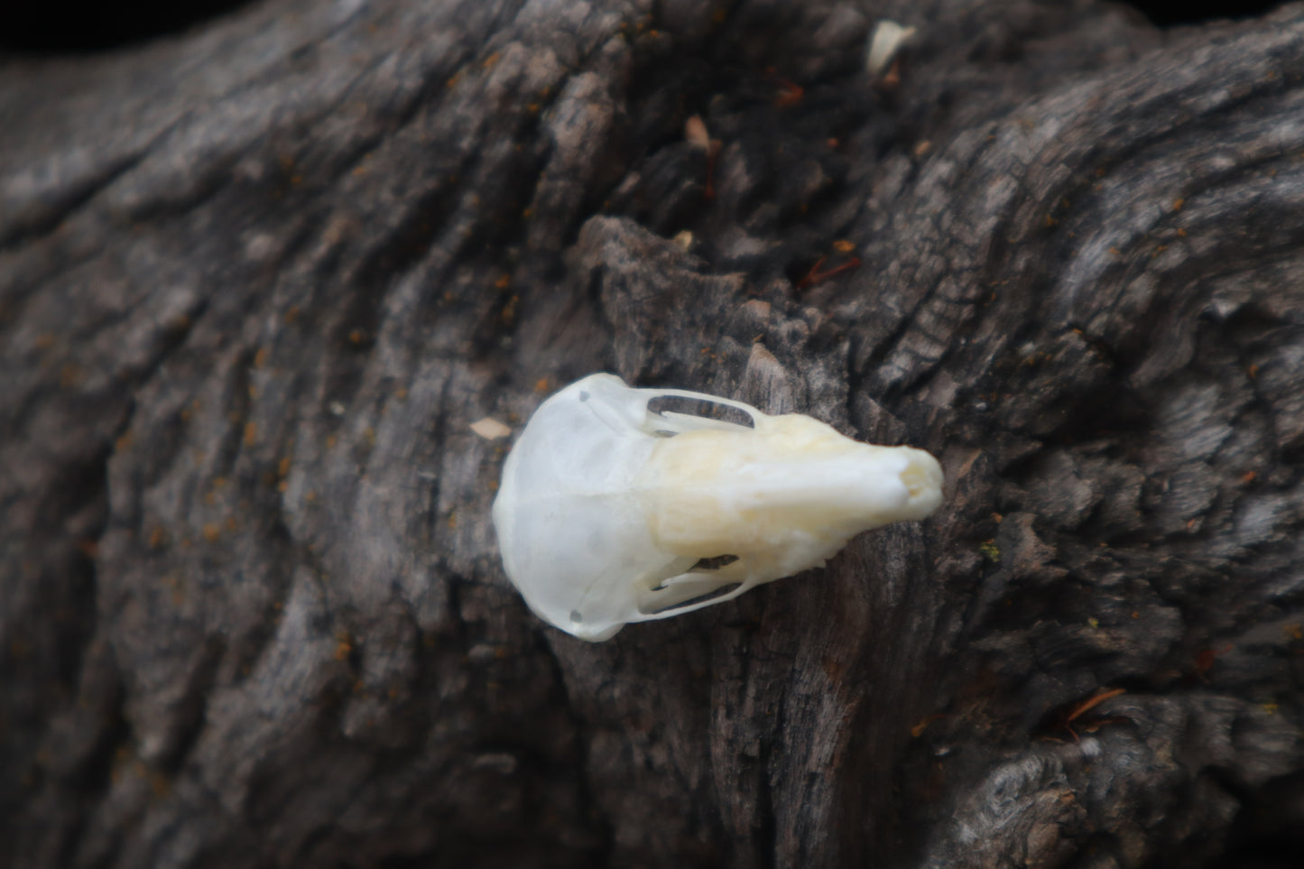 Eastern Mole Skull