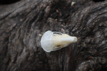 Eastern Mole Skull
