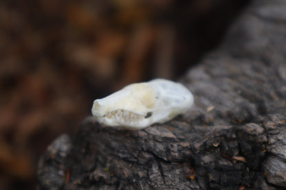 Eastern Mole Skull