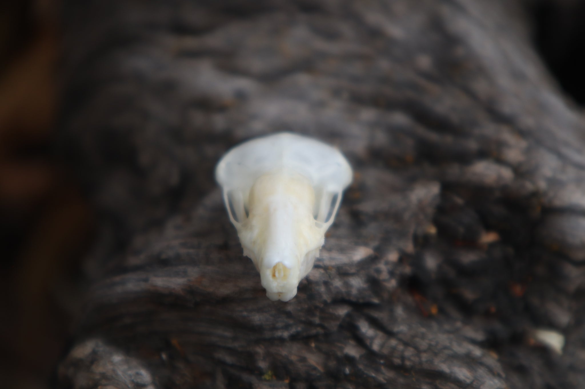 Eastern Mole Skull