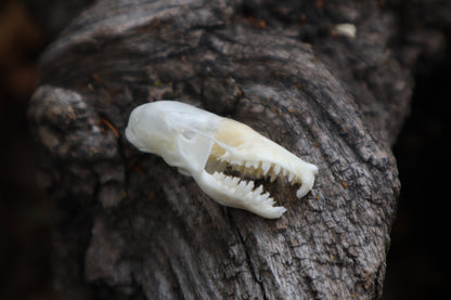 Eastern Mole Skull