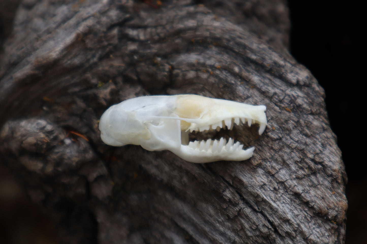 Eastern Mole Skull
