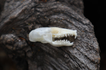 Eastern Mole Skull