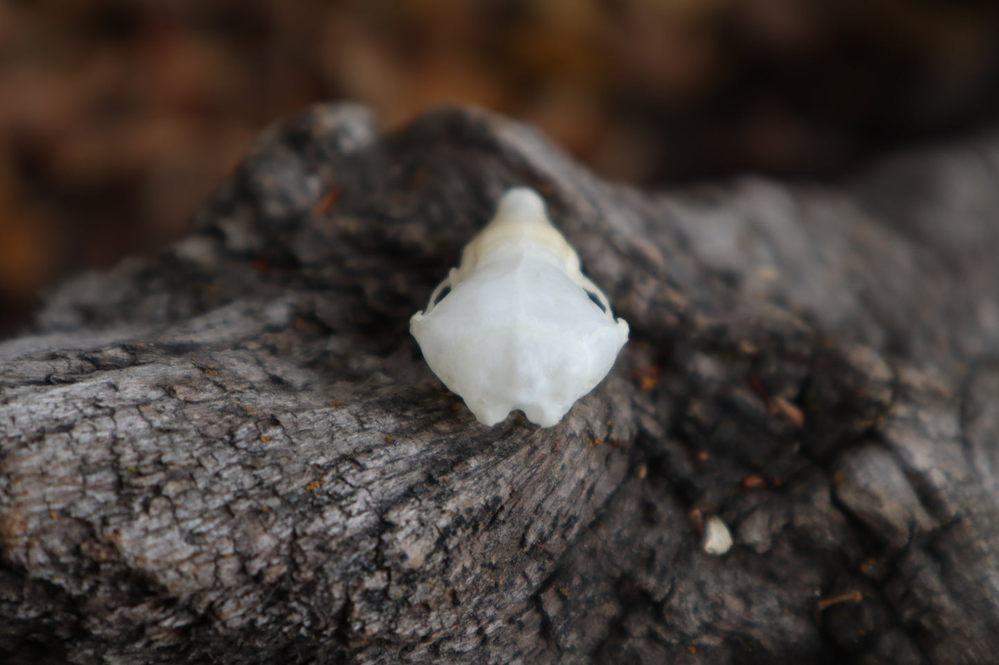 Eastern Mole Skull
