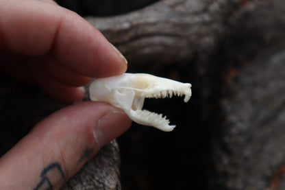 Eastern Mole Skull