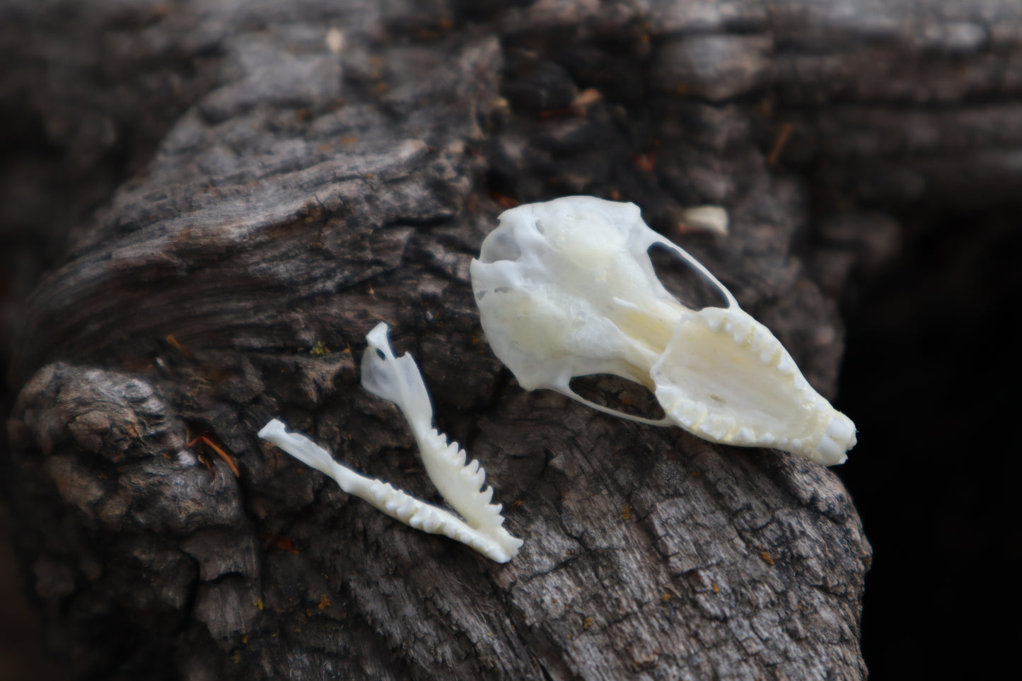 Eastern Mole Skull