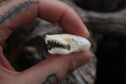 Eastern Mole Skull