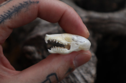 Eastern Mole Skull
