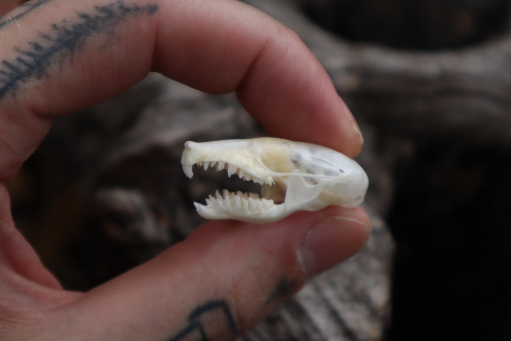 Eastern Mole Skull
