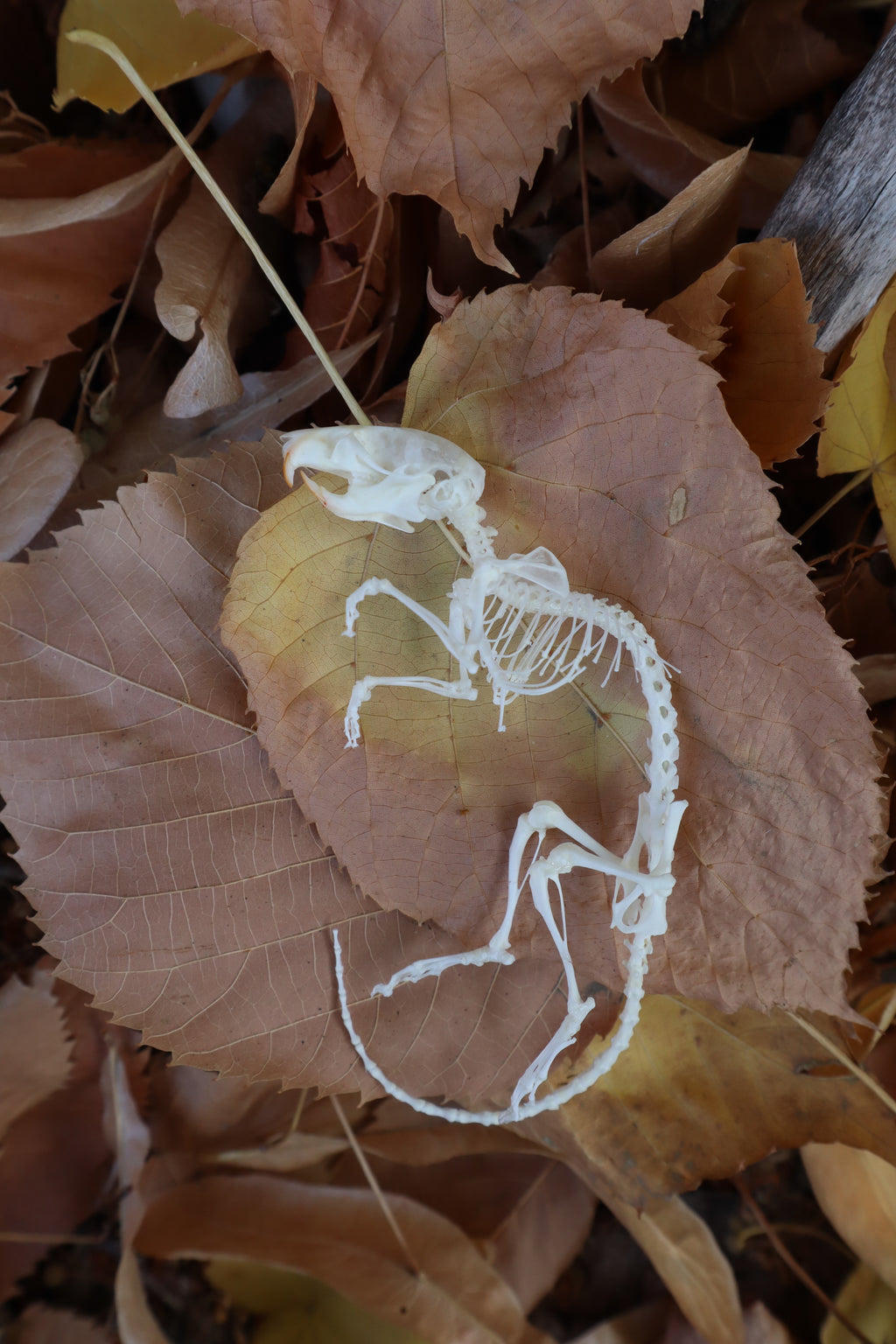 Rat Skeleton Articulation