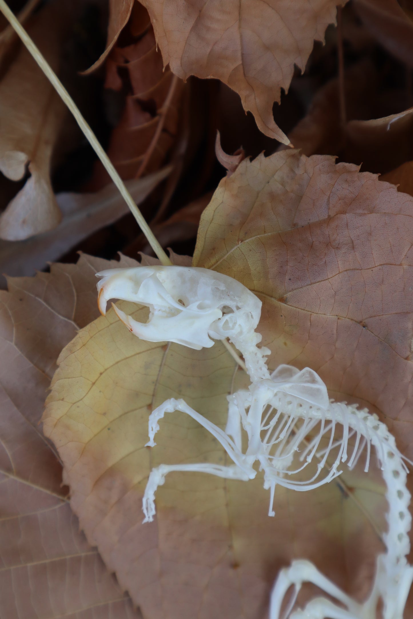 Rat Skeleton Articulation