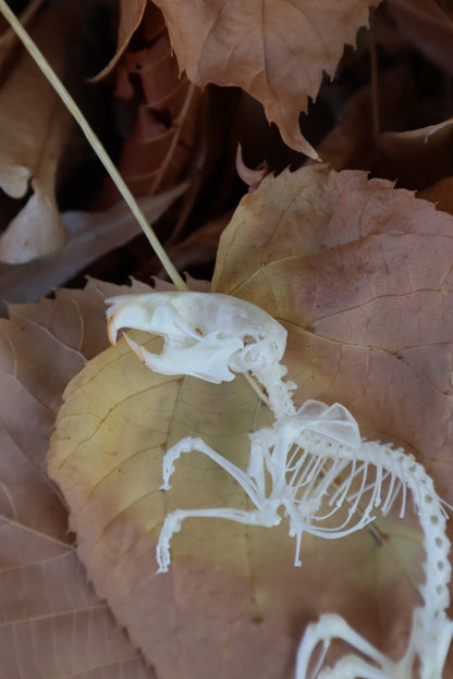 Rat Skeleton Articulation
