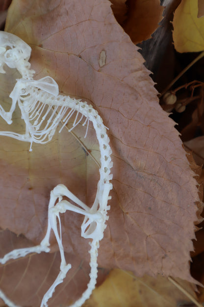 Rat Skeleton Articulation