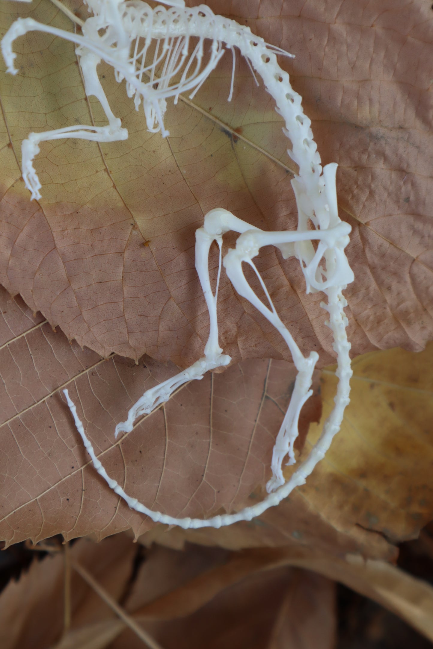 Rat Skeleton Articulation