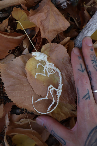 Rat Skeleton Articulation
