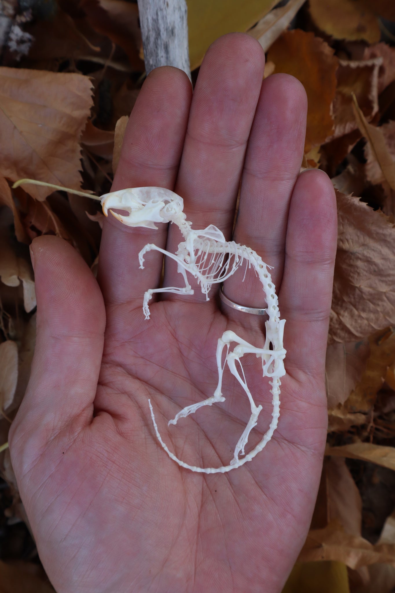 Rat Skeleton Articulation