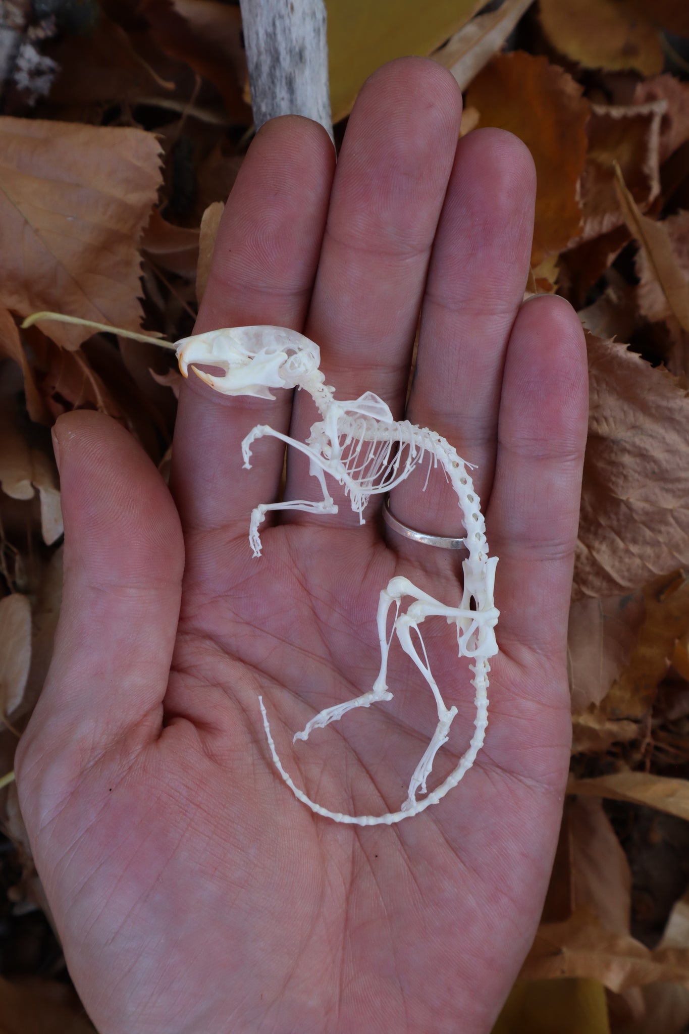 Rat Skeleton Articulation – Freyja's Forest