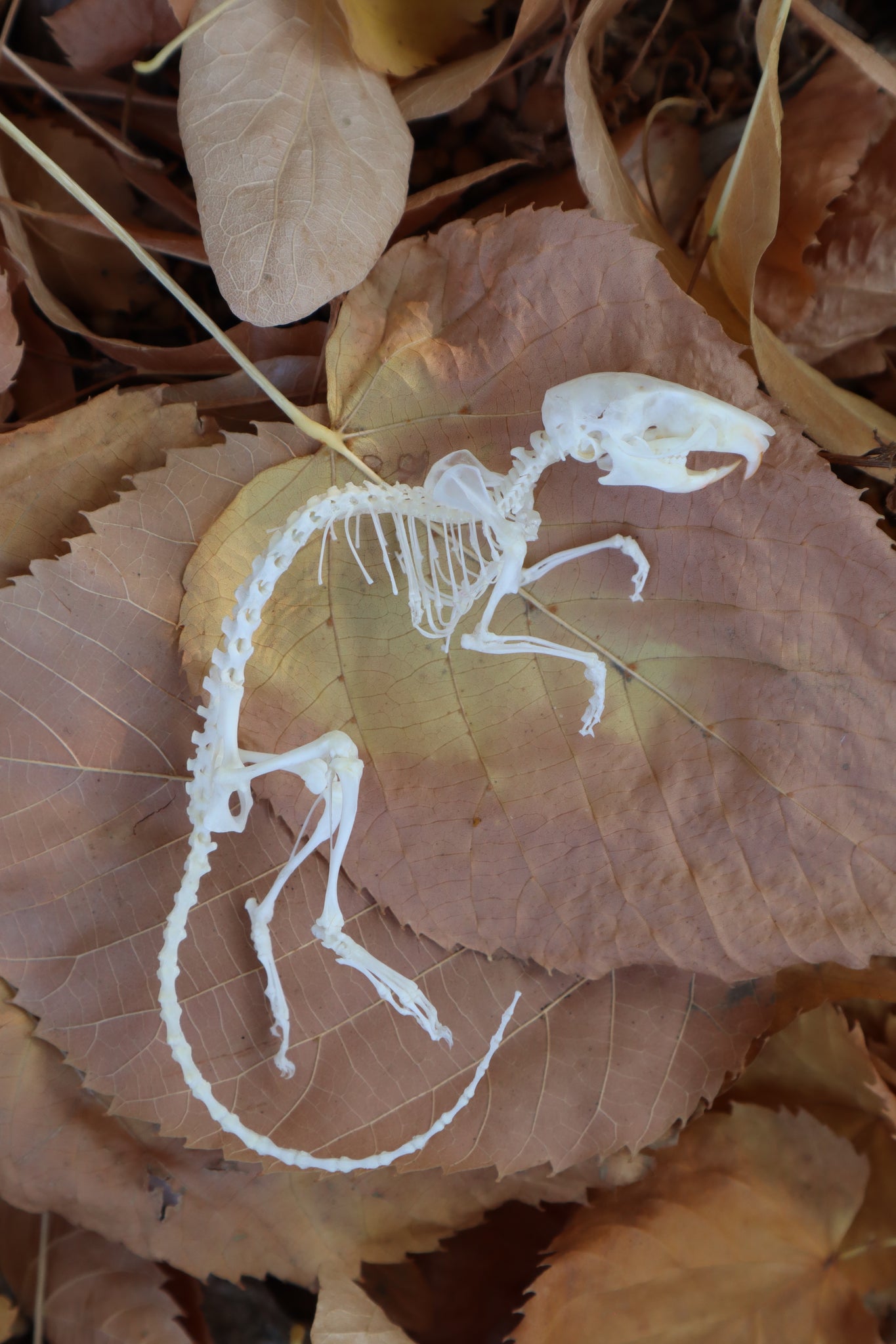 Rat Skeleton Articulation – Freyja's Forest