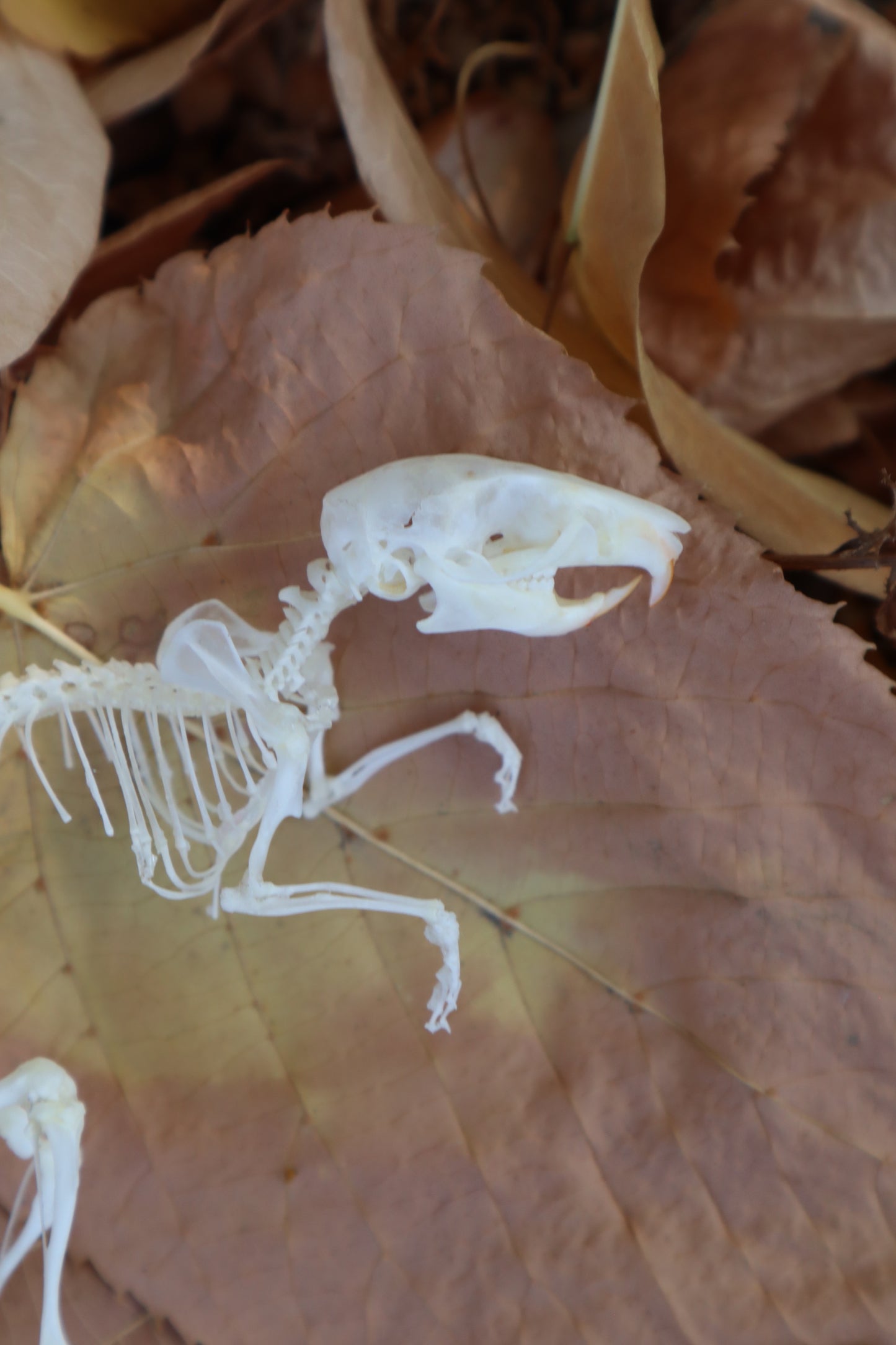 Rat Skeleton Articulation