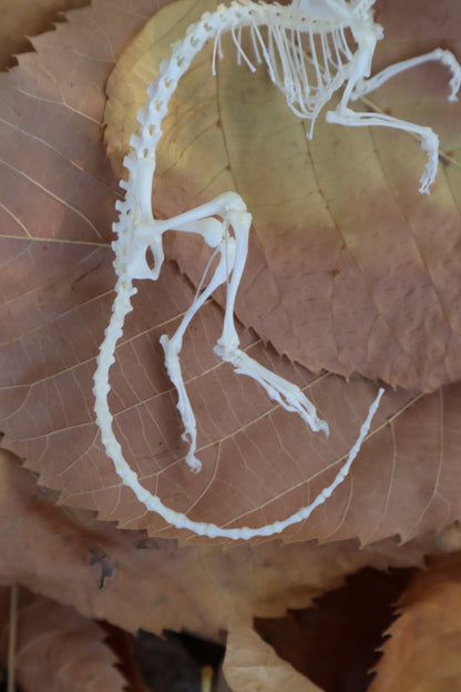 Rat Skeleton Articulation