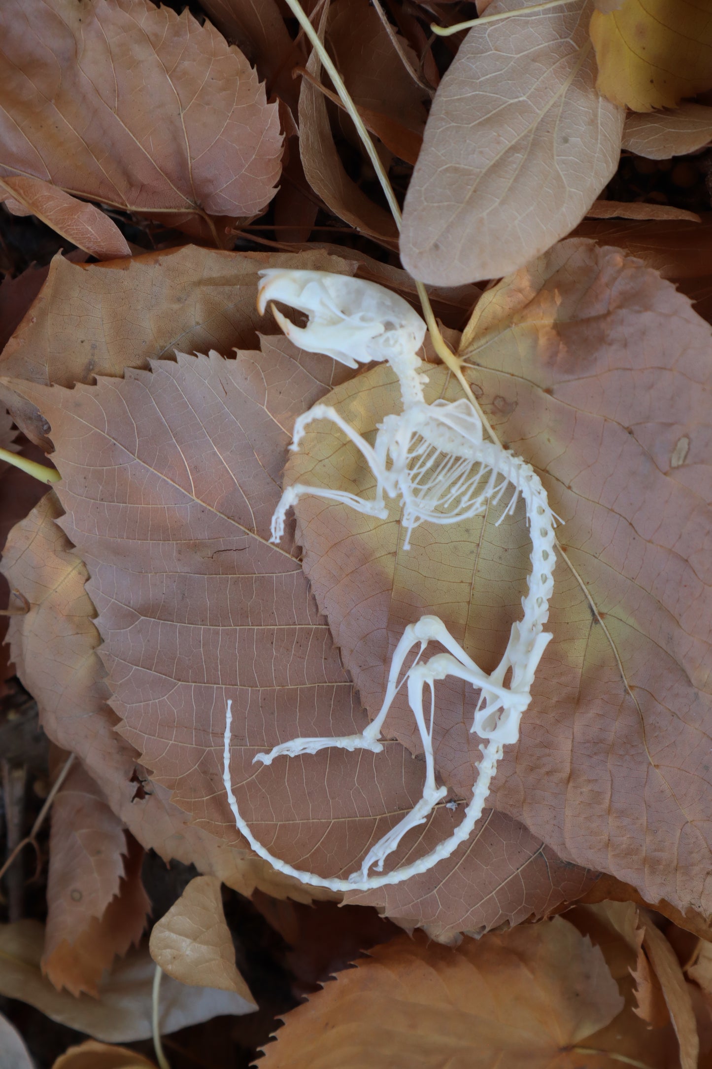 Rat Skeleton Articulation