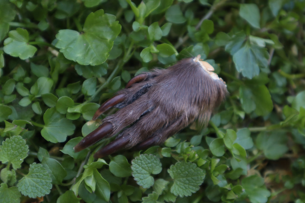 Dry Preserved Beaver Paw