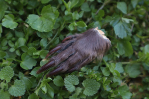 Dry Preserved Beaver Paw