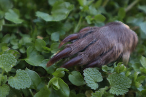 Dry Preserved Beaver Paw