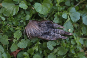 Dry Preserved Beaver Paw