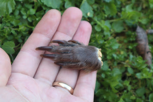 Dry Preserved Beaver Paw