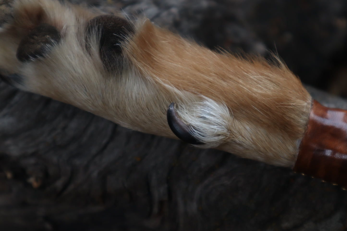 Sorceror's Coyote Paw Knife