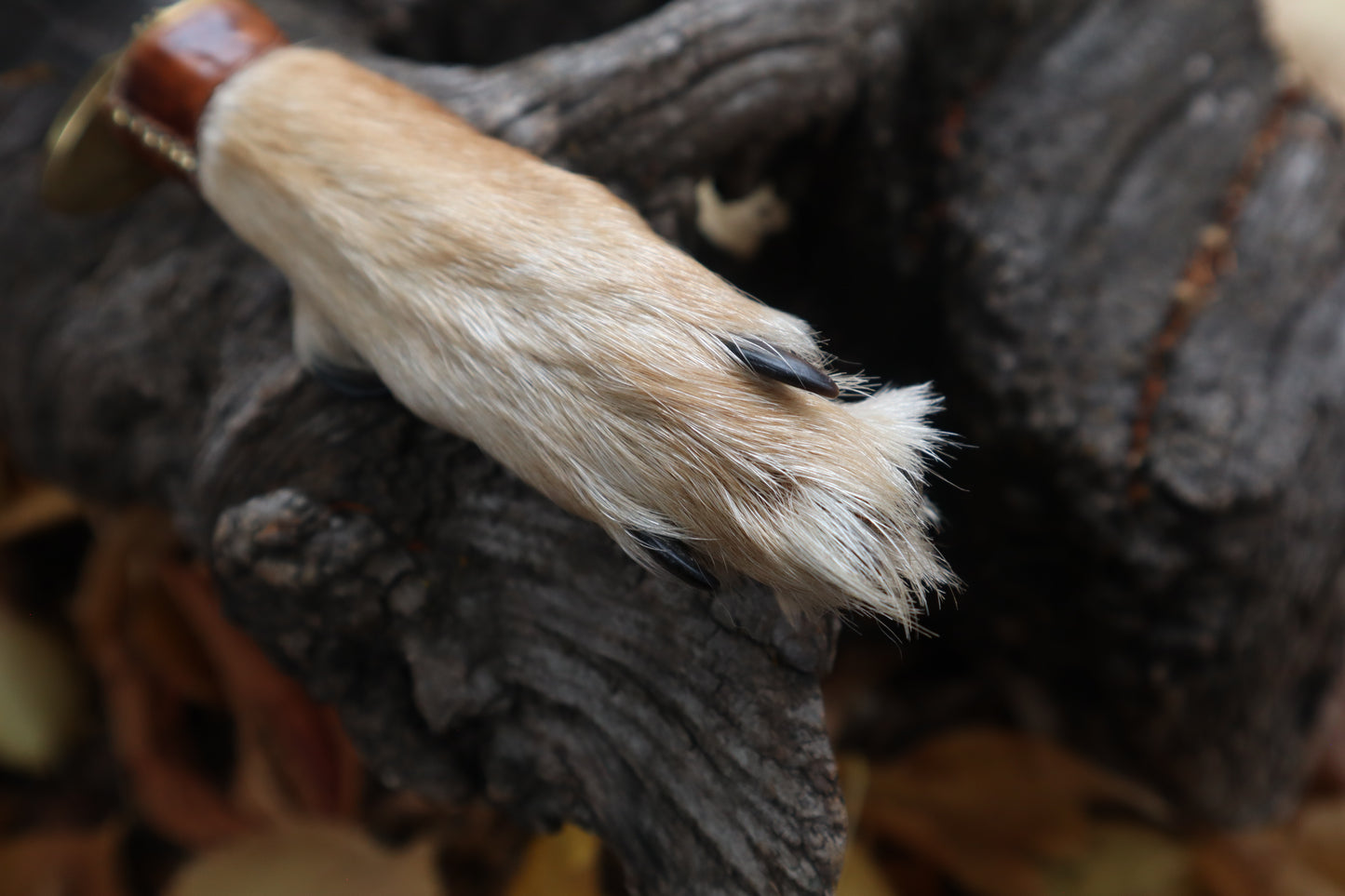 Sorceror's Coyote Paw Knife
