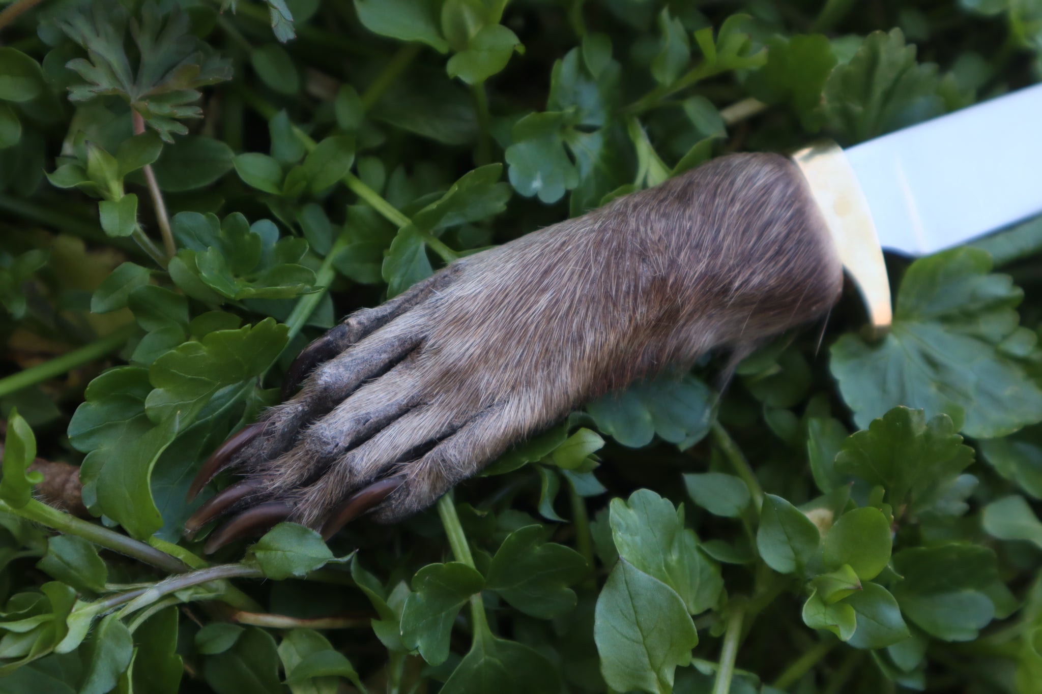 Raccoon Paw Knife