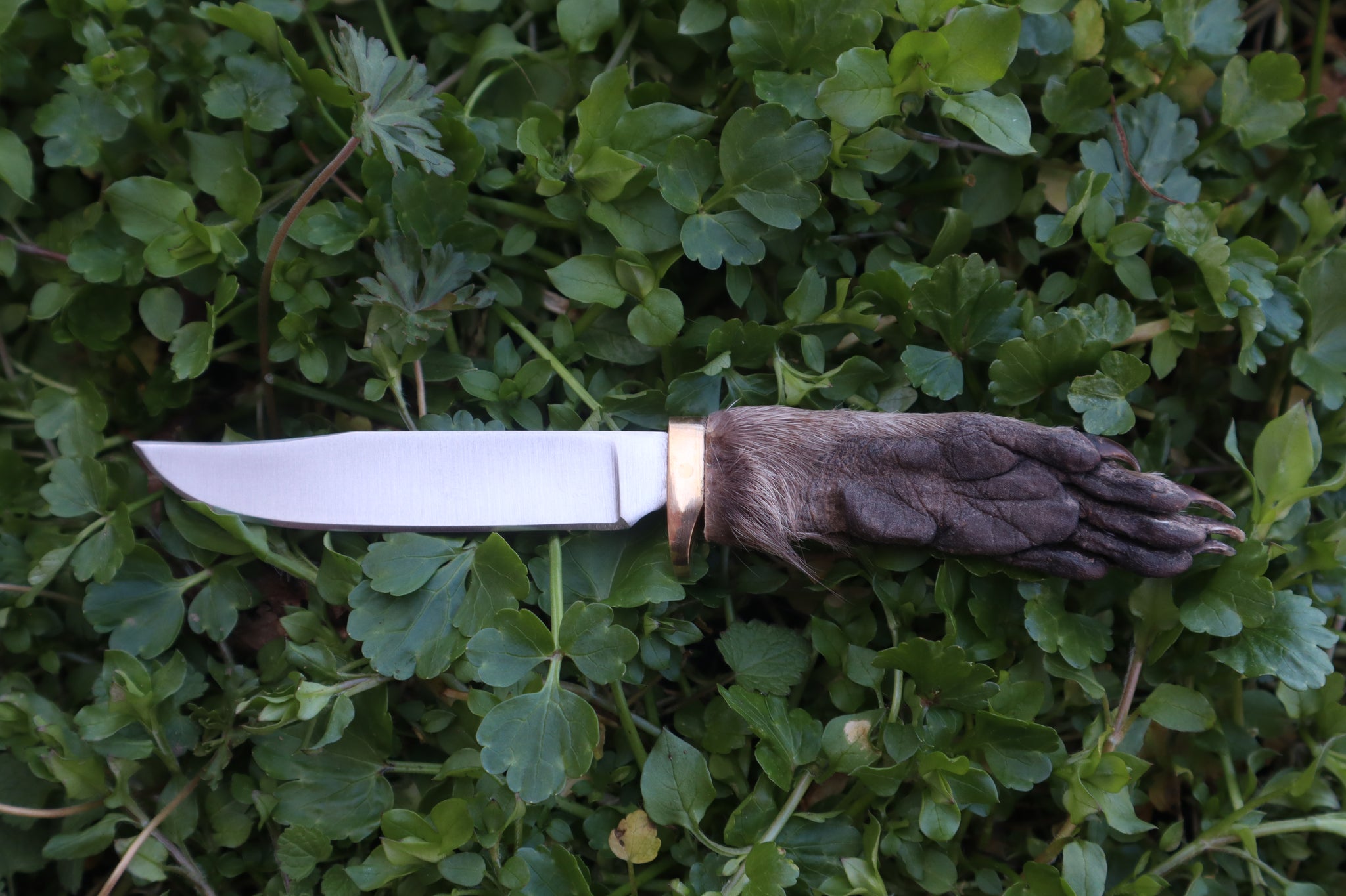 Raccoon Paw Knife