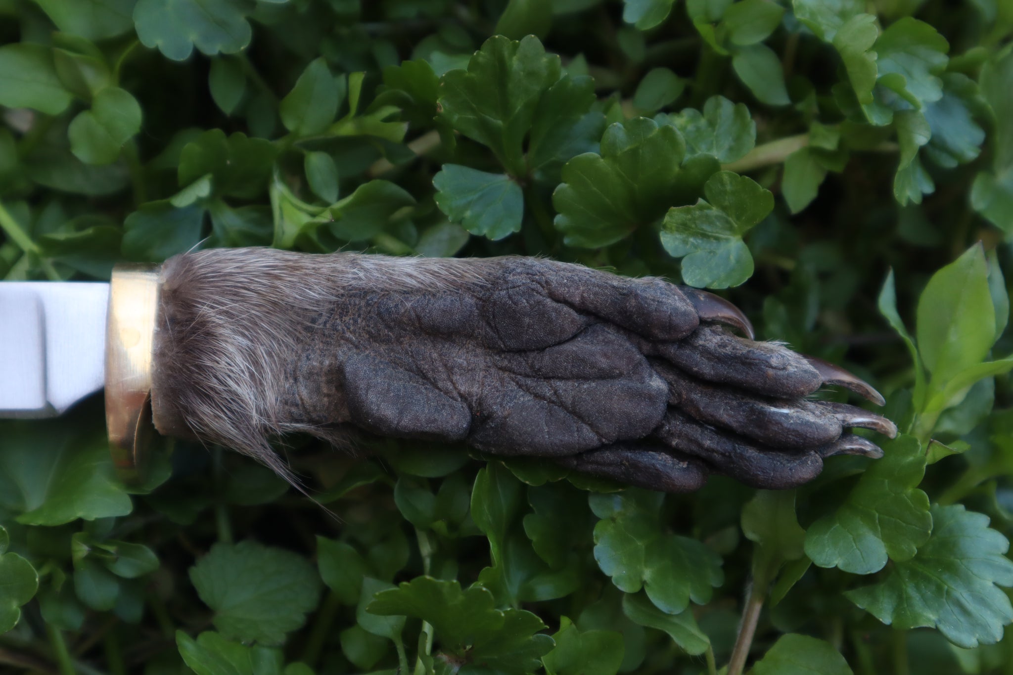 Raccoon Paw Knife