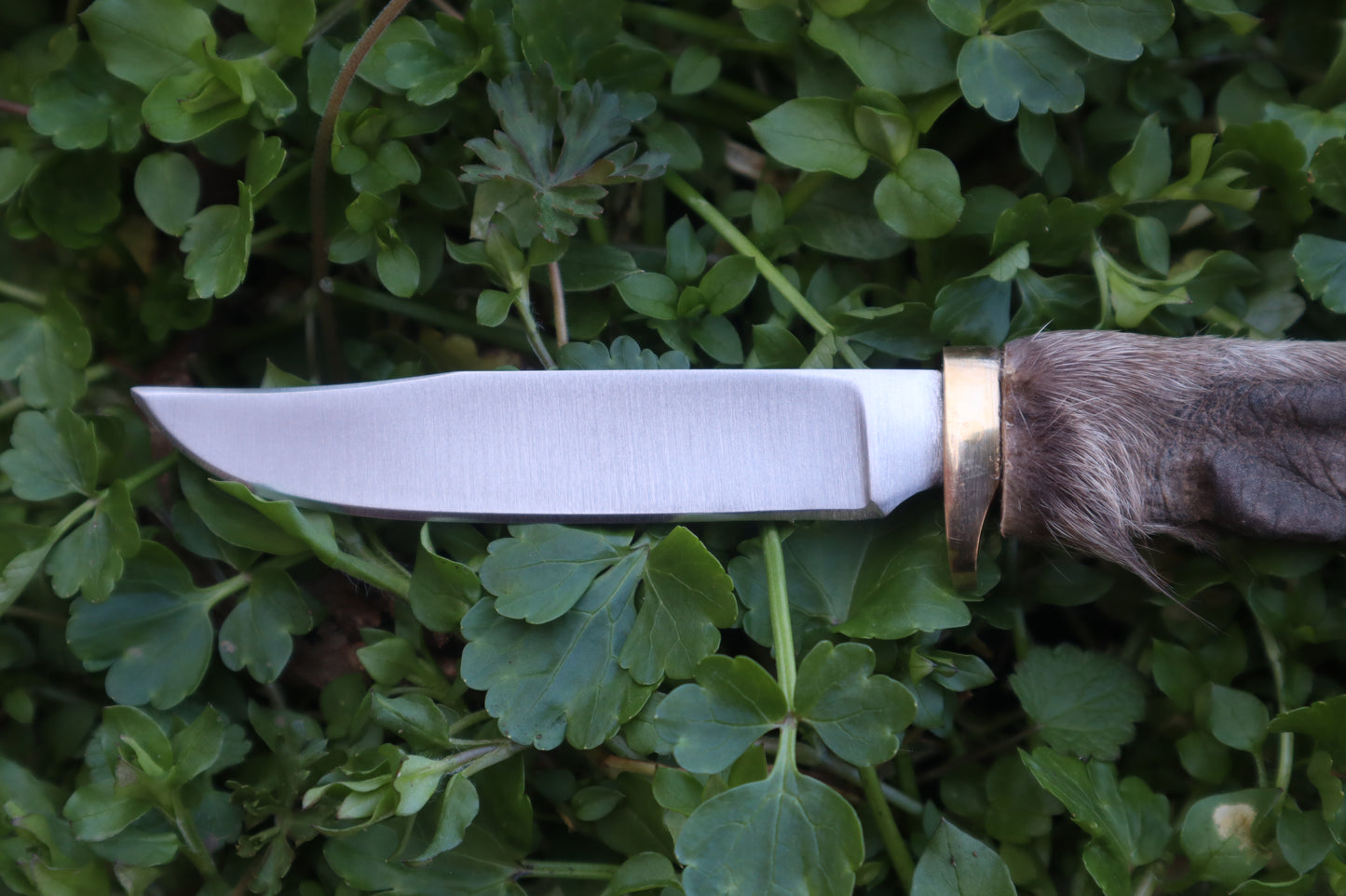 Raccoon Paw Knife