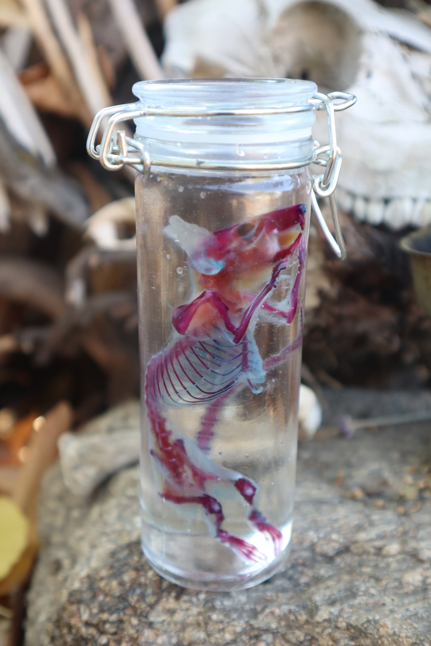 Diaphonized Rat with Ears