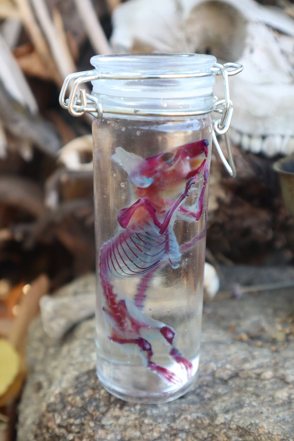 Diaphonized Rat with Ears