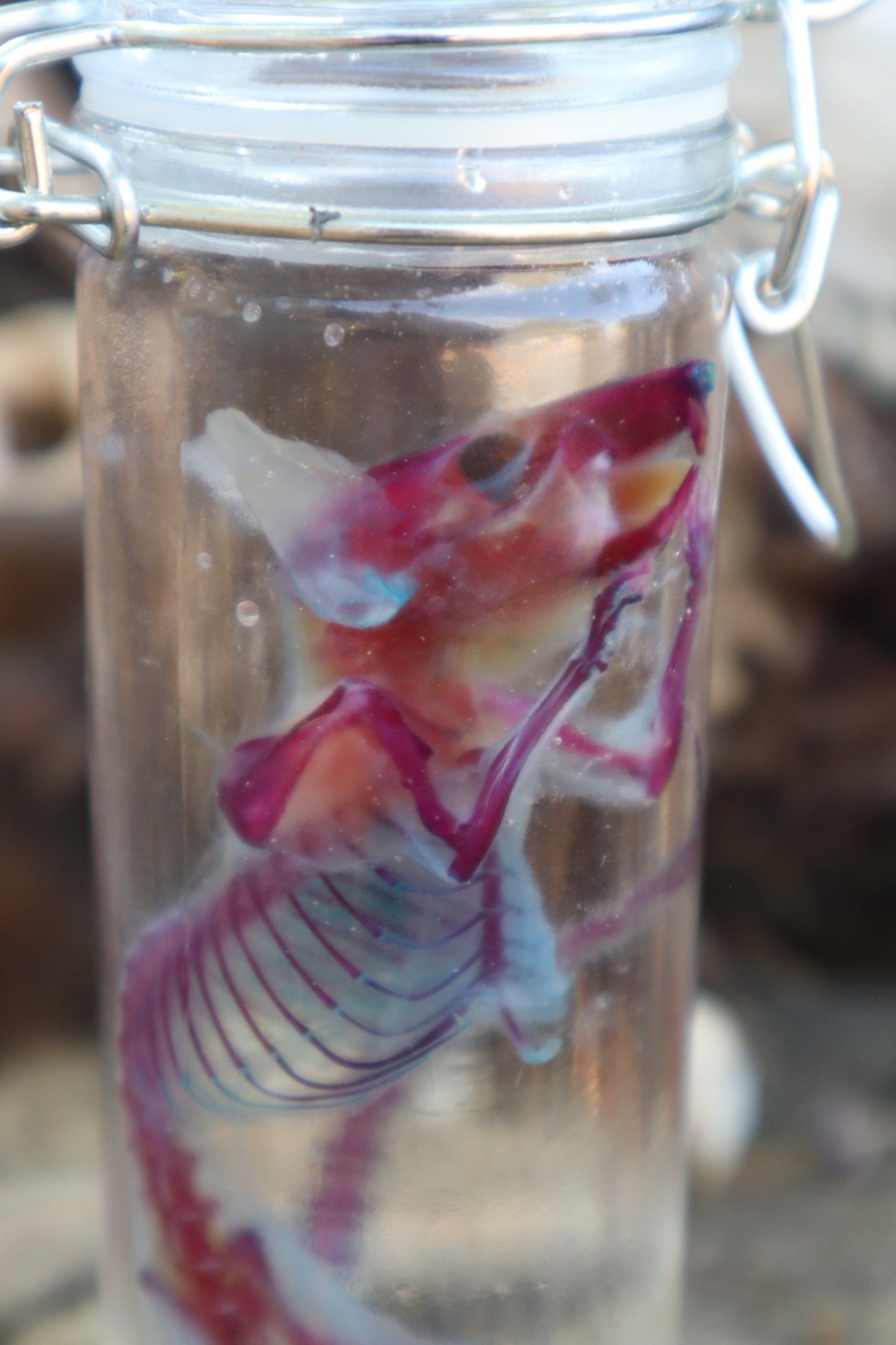 Diaphonized Rat with Ears