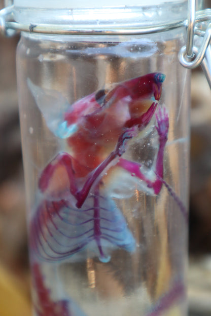 Diaphonized Rat with Ears