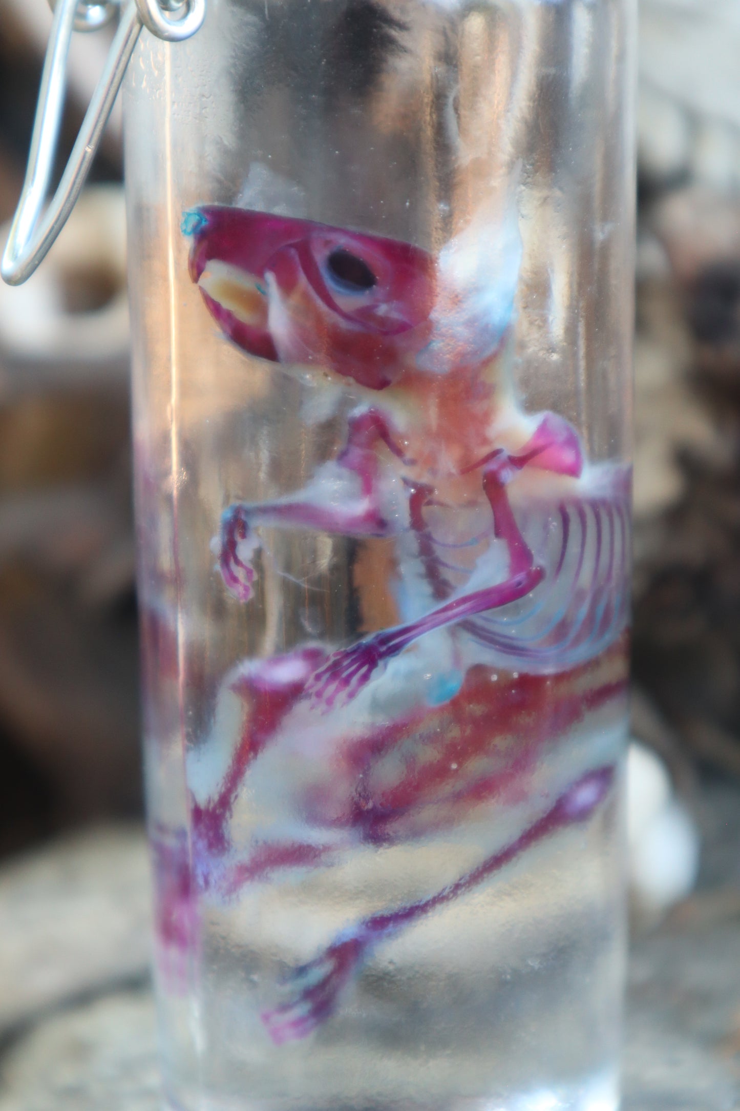 Diaphonized Rat with Ears