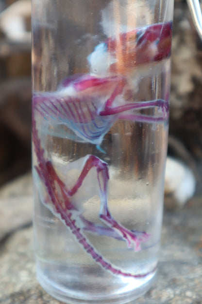Diaphonized Rat with Ears
